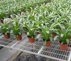 增茂鋼絲網苗床?的優點 增茂鋼絲網苗床?的優點