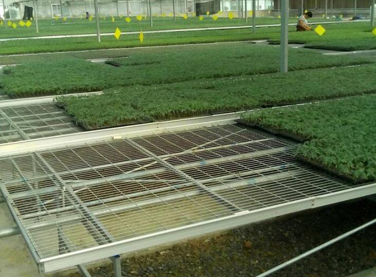 <a href='http://m.gzc45.com/miaochuangsheshi/199.html'target='_blank'><a href='http://m.gzc45.com/miaochuangsheshi/199.html'target='_blank'><a href='http://m.gzc45.com/miaochuangsheshi/199.html'target='_blank'>育苗床</a></a></a>.jpg